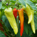 Sweet Banana Pepper Seeds - Heirloom Capsicum annuum for Pickling & Salads, Mild Flavor, 20-400 Seeds
