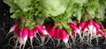 French Breakfast Radish Seeds - Heirloom Raphanus sativus, 100 Packets for Organic Gardening, Fast-Growing, Salad & Garnish Seeds
