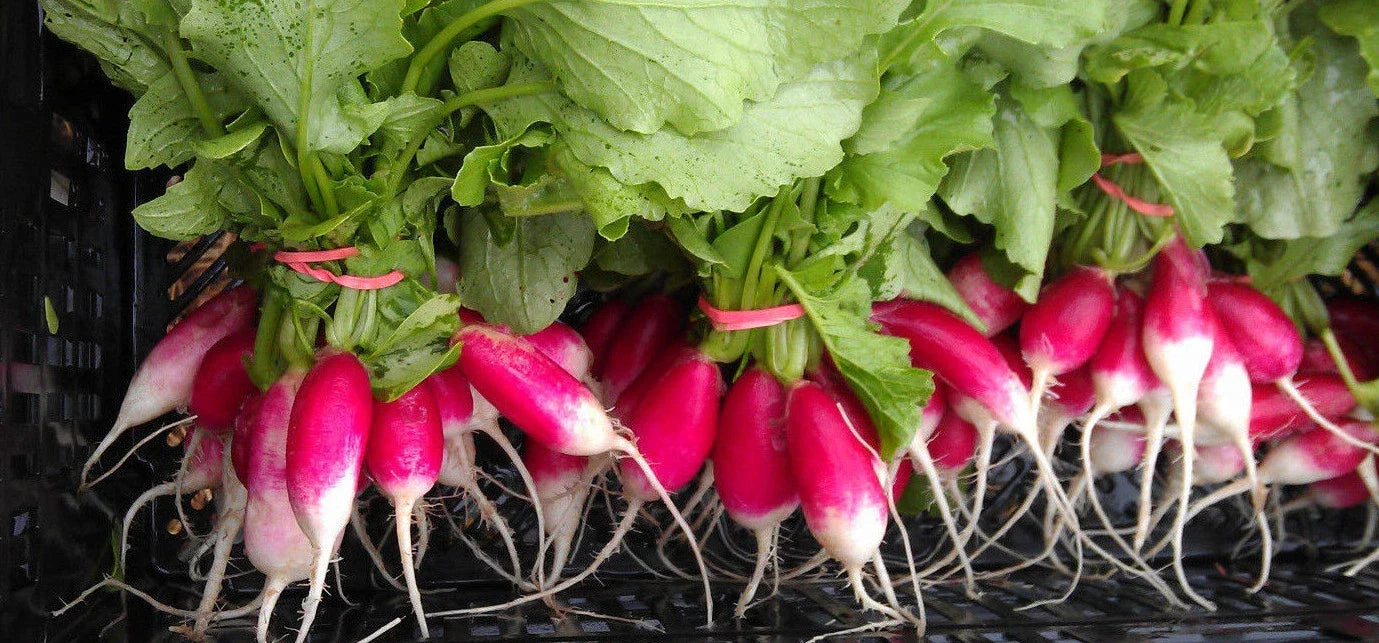 French Breakfast Radish Seeds - Heirloom Raphanus sativus, 100 Packets for Organic Gardening, Fast-Growing, Salad & Garnish Seeds