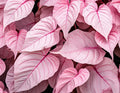 Caladium Bulbs 6 Pack Pinky Swear Variety for Shade Garden, Perennial Elephant Ears, Caladium bicolor