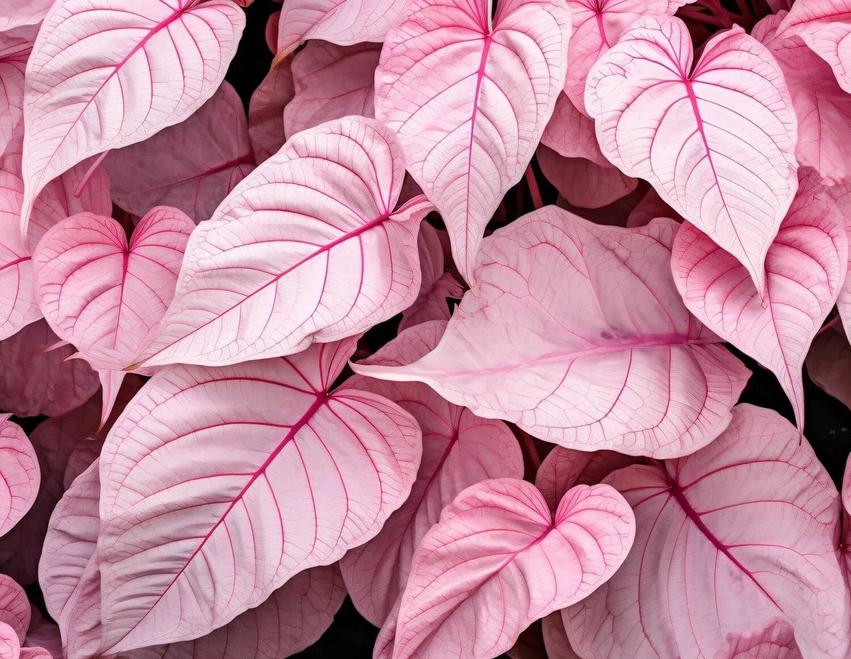 Caladium Bulbs 6 Pack Pinky Swear Variety for Shade Garden, Perennial Elephant Ears, Caladium bicolor