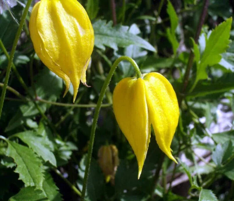 Golden Clematis Seeds - Clematis tangutica Climbing Vine, Yellow Flowers, Hardy Perennial, 20 Seeds