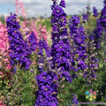 Delphinium Seeds - 200+ Pack - Lilac Spire Variety - Perennial Flower Seeds for Garden Planting - Delphinium elatum