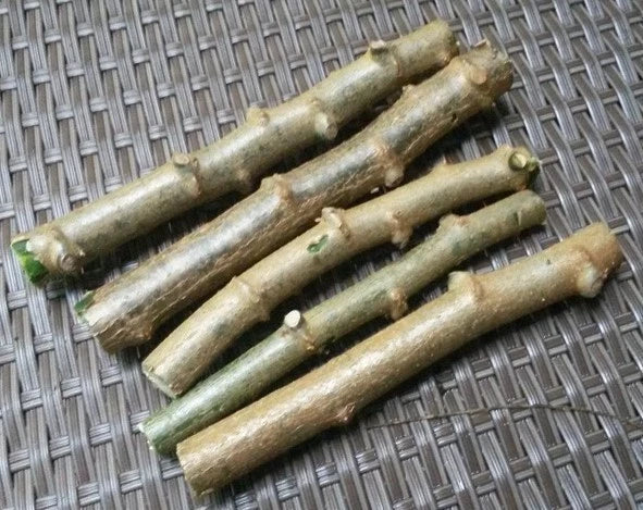 Cassava Cuttings 4 Pack Sweet Jamaica Red Organically Grown Manihot esculenta