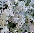 Dusty Miller Seeds - 100 Seeds, Silver Foliage, Senecio Cineraria, Ornamental Garden Plant