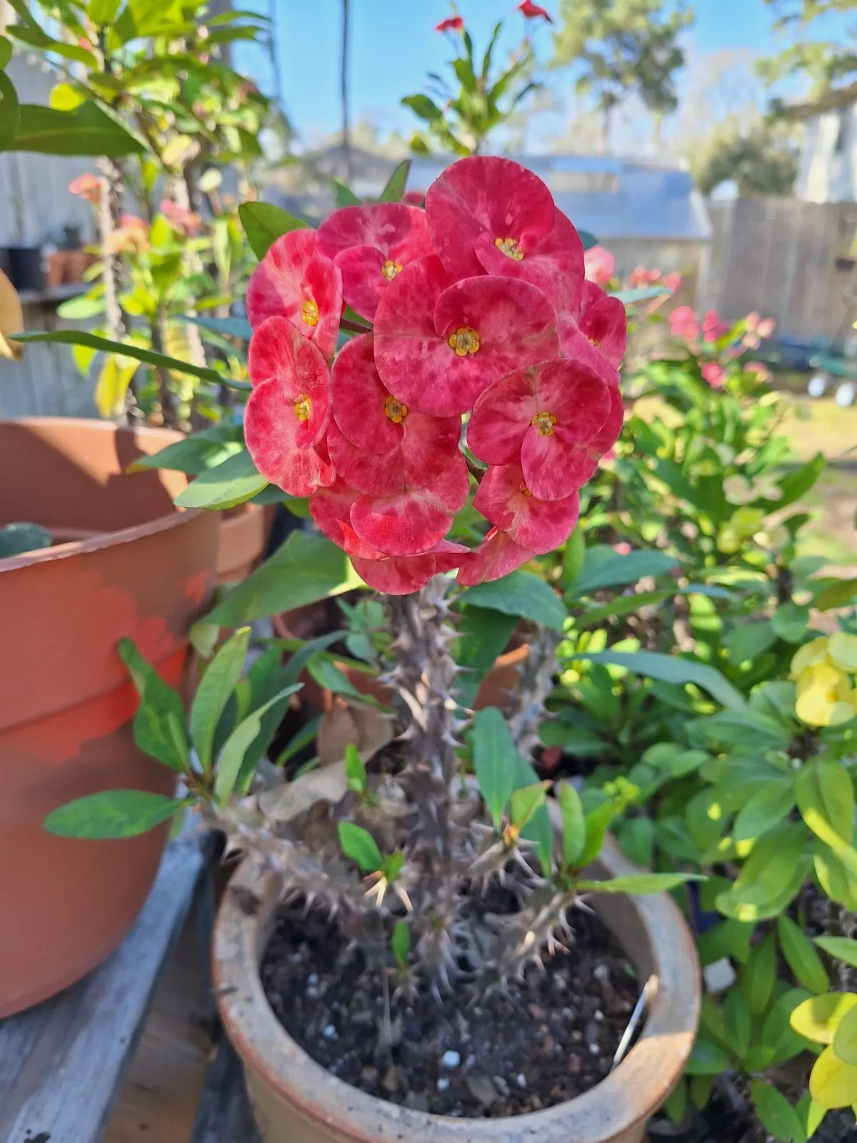 Euphorbia Milii Cuttings - Jumbo Peachy Pink Flowers - Crown of Thorns Plant - Propagation Starter
