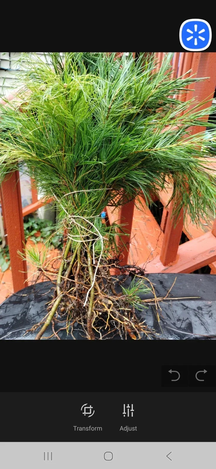 Eastern White Pine Tree Seedlings Bare Root 10 Pack | Pinus strobus | 6-16 Inches | Native Maine Conifers