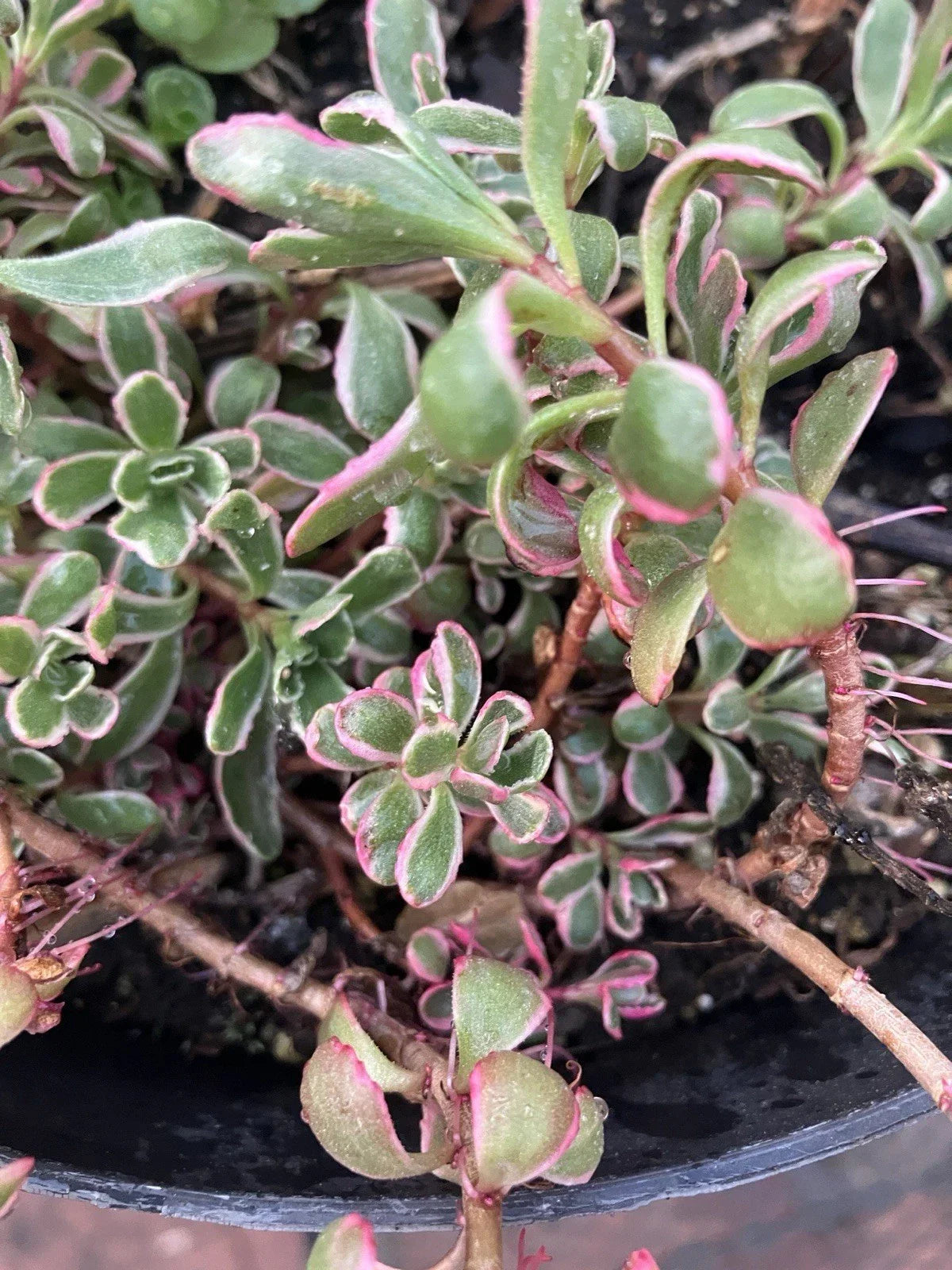 Sedum Spathulifolium 'Tricolor' - Six Rooted Variegated Sedum Spurium Plants for Gardens and Containers