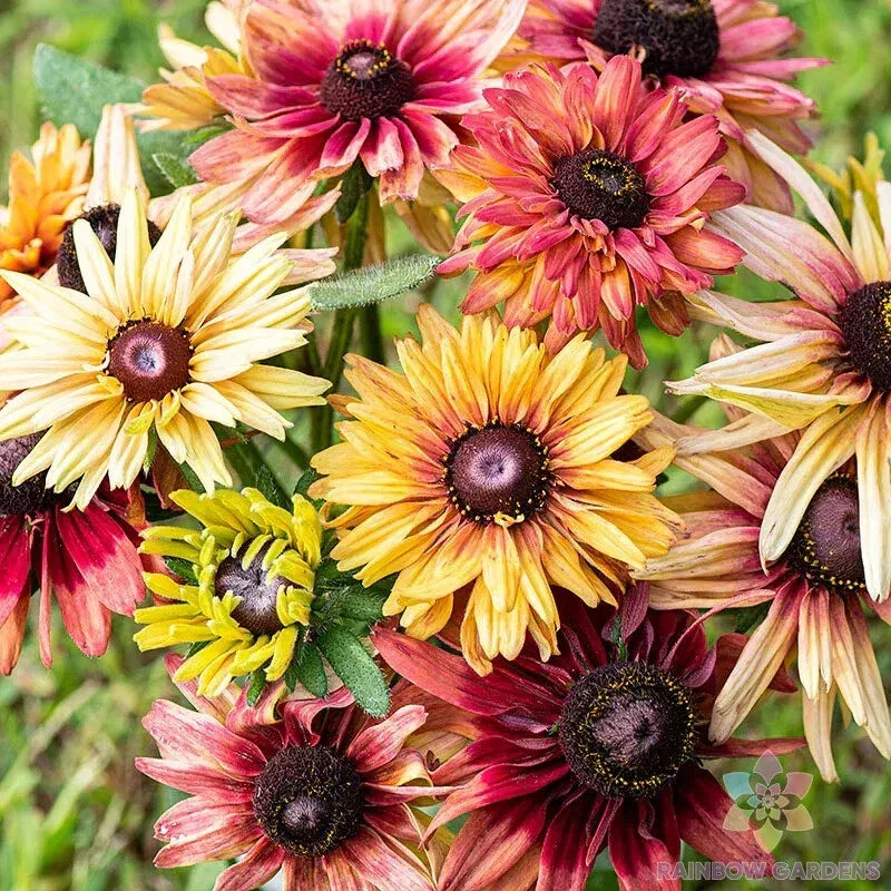 Rudbeckia Seeds - Sahara Mix, Black-eyed Susan, Perennial Garden Planting, 200+ Seeds, Full Sun, Attracts Pollinators