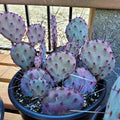 Purple Cactus Seeds Pack of 10 - Opuntia Santa Rita Prickly Pear Fruit, Hardy, Fast Growing, Low Water, Wildlife Attracting