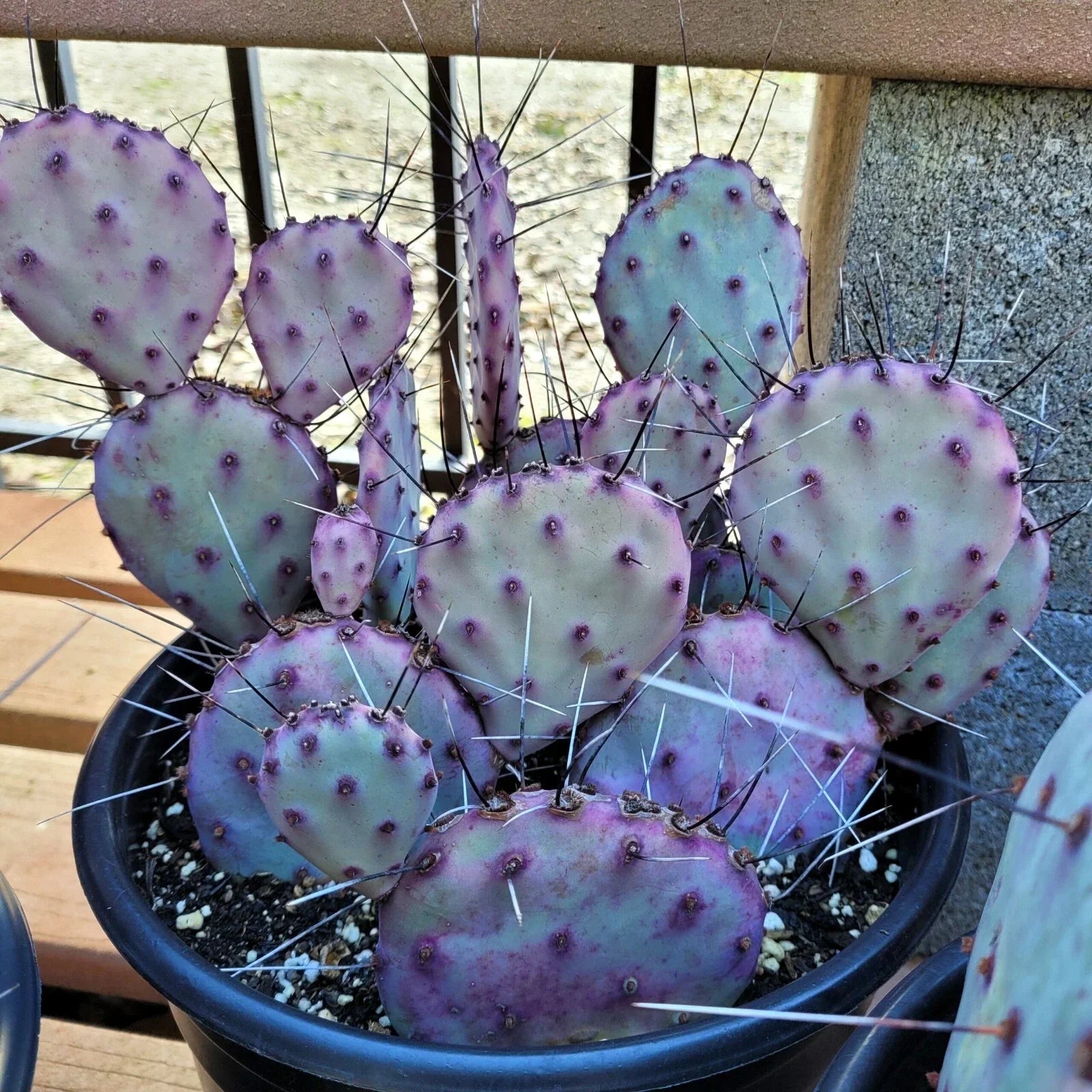 Purple Cactus Seeds Pack of 10 - Opuntia Santa Rita Prickly Pear Fruit, Hardy, Fast Growing, Low Water, Wildlife Attracting