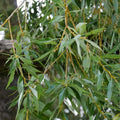 Weeping Willow Cuttings 9 Organic Salix Babylonica Bonsai Spec Fast-Growing Tree
