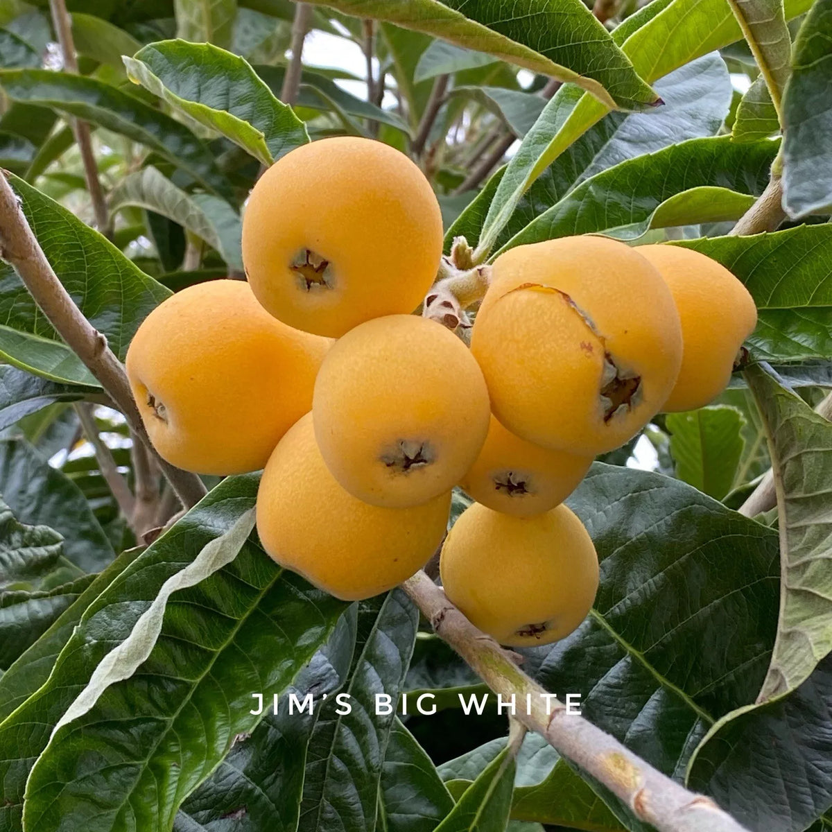 Big Jim White Loquat Scions – 3 Grafting Cuttings, Eriobotrya japonica, Sweet Juicy Fruit, Garden & Orchard Planting