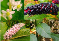 American Pokeweed Seeds, 30+ Phytolacca americana Native Plant for Wildlife, Ornamental Garden