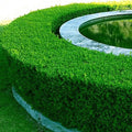 Boxwood Tree Seeds - Buxus sempervirens - Evergreen Shrub for Landscaping & Hedges