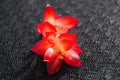 Christmas Cactus Starter Plant - Small Healthy Schlumbergera Truncata Vista Sun Variety - Well Rooted for Easy Growth