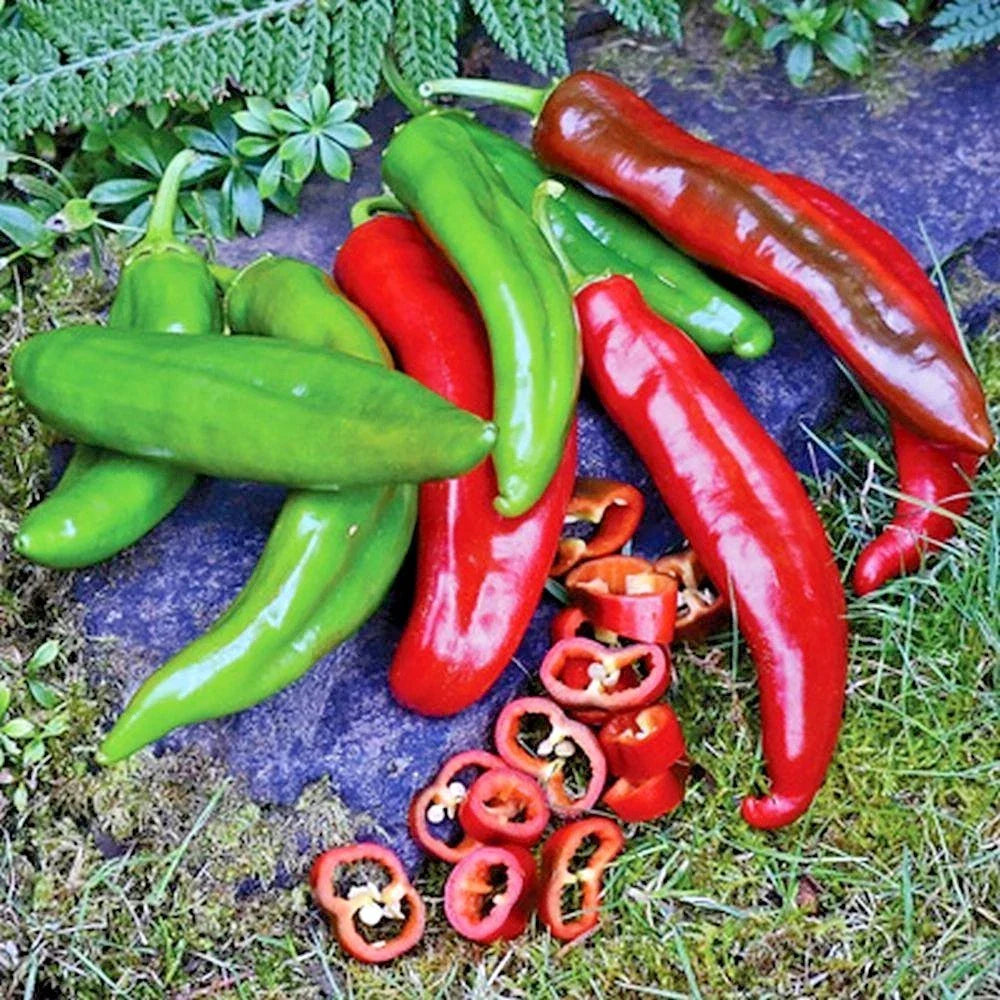 Anaheim Chili Pepper Seeds - Organic Heirloom Variety for Vegetable Garden & Containers - Capsicum annuum
