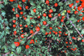 Creeping Cotoneaster Seeds - 50 Pack, Ground Cover, Drought Tolerant, Cotoneaster adpressus, Evergreen, Red Berries