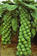 Brussels Sprout Seeds 500 Count, Catskill Heirloom, Organic, Non-GMO, Brassica oleracea var. gemmifera