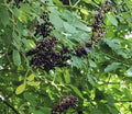European Black Elderberry Seeds - 100 Pack, Sambucus nigra, Deciduous Tree, for Home Gardens & Landscaping
