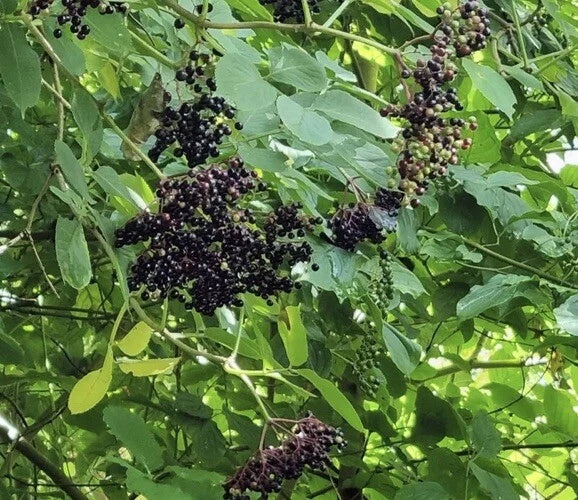 European Black Elderberry Seeds - 100 Pack, Sambucus nigra, Deciduous Tree, for Home Gardens & Landscaping