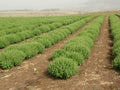 Organic Basil Seeds 5000 Count Super Sweet Ashalim Ocimum basilicum Non-GMO Culinary Herb