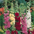 Summer Carnival Mix Hollyhock Seeds - Non-GMO Flower Seeds for Borders & Pollinators - Alcea rosea, 25 Pack