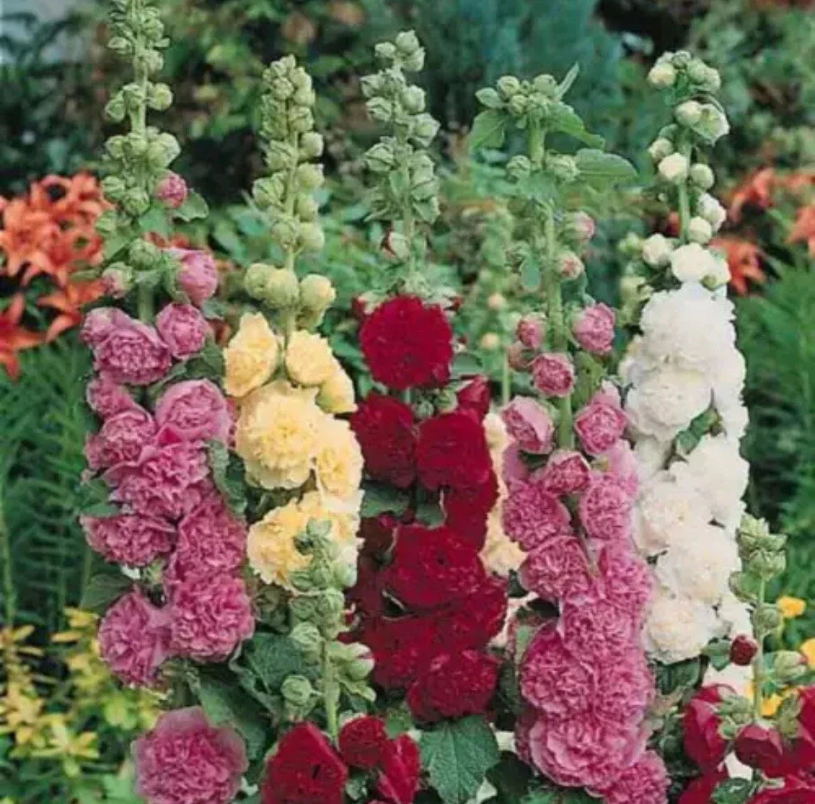 Summer Carnival Mix Hollyhock Seeds - Non-GMO Flower Seeds for Borders & Pollinators - Alcea rosea, 25 Pack