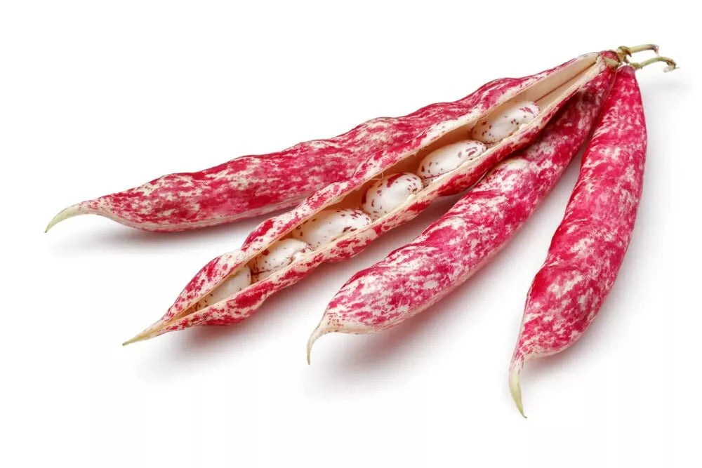 Pinto Bean Seeds 50 Count - Easy to Grow, Healthy Phaseolus vulgaris, Bush-Type, Full Sun, Nutritious Legumes