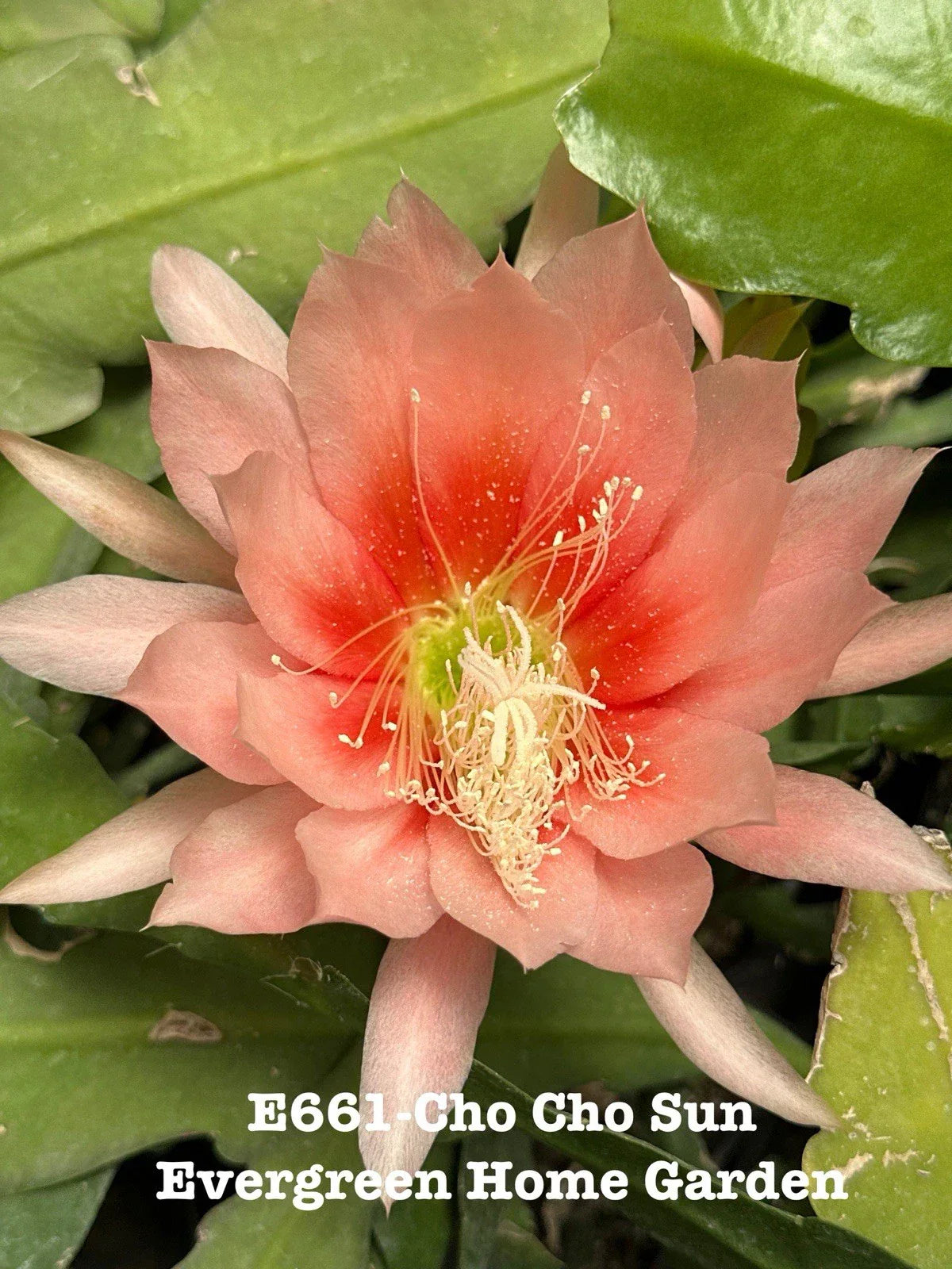 Epiphyllum Orchid Cactus "Cho Cho Sun" - 4" Rooted Houseplant for Indoor Gardening, Trailing, Low Light