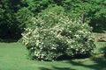 Arrowwood Viburnum Shrub Live Plant - Bare Root, 8-12 Inches, Viburnum dentatum, Hardy, Bushy, Full Sun to Partial Shade
