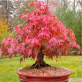 Japanese Red Maple Tree Bonsai Seeds, Acer palmatum, 20 Seeds for Home Garden & Indoor Planting