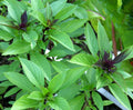 Thai Basil Seeds - 100+ Non-GMO Heirloom Ocimum basilicum for Culinary & Garden, Indoor & Outdoor Growing