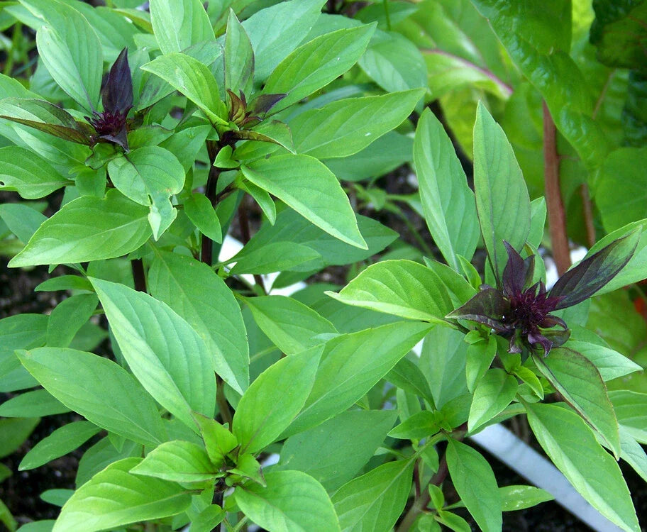 Thai Basil Seeds - 100+ Non-GMO Heirloom Ocimum basilicum for Culinary & Garden, Indoor & Outdoor Growing