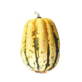 Jester Squash Seeds - 25+ Pack, Colorful Variegated Cucurbita pepo, Organic, USA Grown, Easy to Grow, Free Shipping