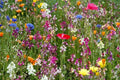 Dry Land Wildflower Seed Pack – Native, Drought-Resistant, Pollinator-Friendly Wildflower Seeds for Gardens & Meadows