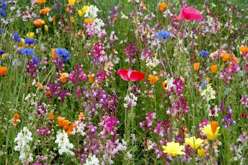 Dry Land Wildflower Seed Pack – Native, Drought-Resistant, Pollinator-Friendly Wildflower Seeds for Gardens & Meadows