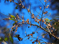 Chinese Elm Tree Seeds - 1,000+ Count - Ulmus parvifolia for Bonsai & Landscaping