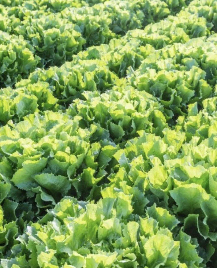Broadleaf Batavian Endive Seeds - 2000+ Cichorium endivia Escarole for Gardening & Culinary Use