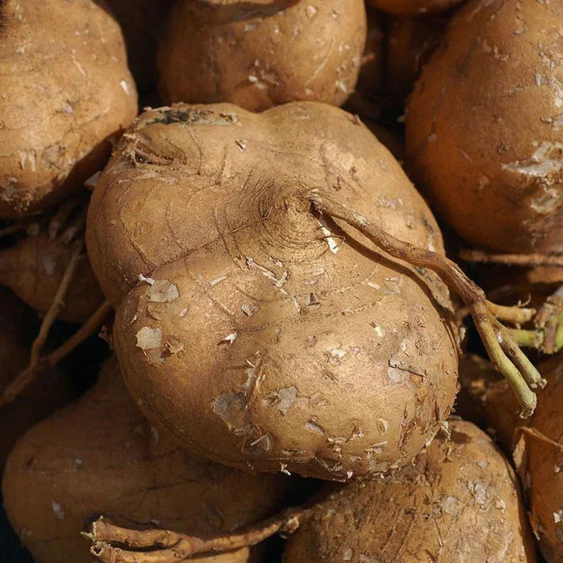 True Jicama Seeds - Vegetable Seeds for Planting Pachyrhizus erosus, Mexican Yam Bean Root, Organic, Non-GMO, 20 Seeds