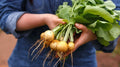 Zlata Radish Seeds – 500+ Non-GMO Fast Germination Raphanus sativus for Vegetable Garden Planting