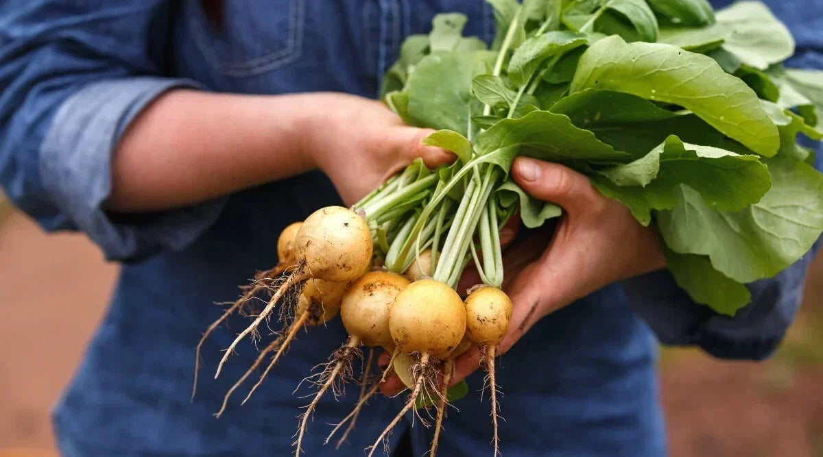 Zlata Radish Seeds – 500+ Non-GMO Fast Germination Raphanus sativus for Vegetable Garden Planting