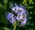 Lacy Phacelia Seeds 1,700+ | Purple Tansy Flower Seeds | Phacelia tanacetifolia | Annual Pollinator-Friendly Wildflower Seeds