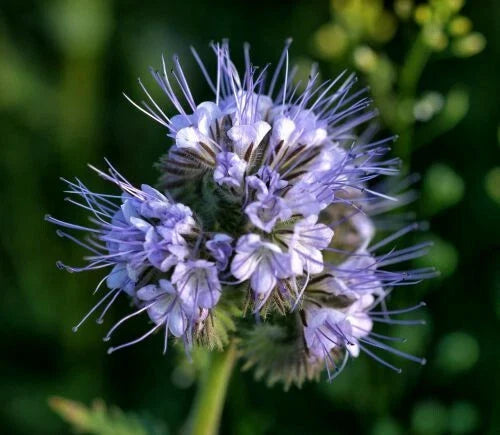 Lacy Phacelia Seeds 1,700+ | Purple Tansy Flower Seeds | Phacelia tanacetifolia | Annual Pollinator-Friendly Wildflower Seeds