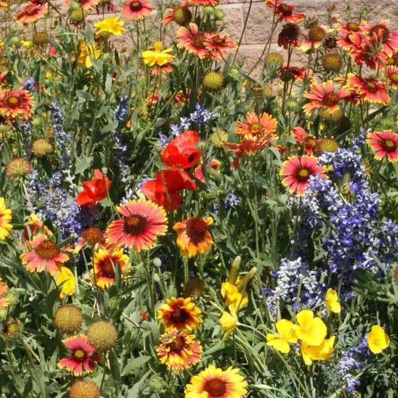 Wildflower Seed Mix - 200 Organic Drought Tolerant Seeds for Dryland Gardens - Native Wildflowers for Arid Climates