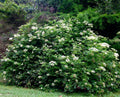 Elderberry Cuttings Set of 10 Unrooted 6-12 Inches Sambucus nigra Organic Plant Cuttings