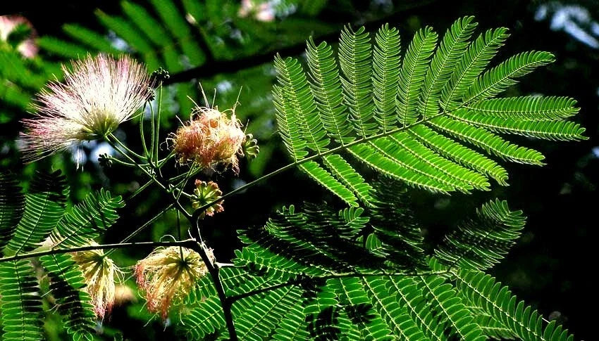 Mimosa Seeds - Albizia julibrissin - Persian Silk Tree Seeds for Gardens & Landscaping - Fast-Growing Flowering Tree Pack