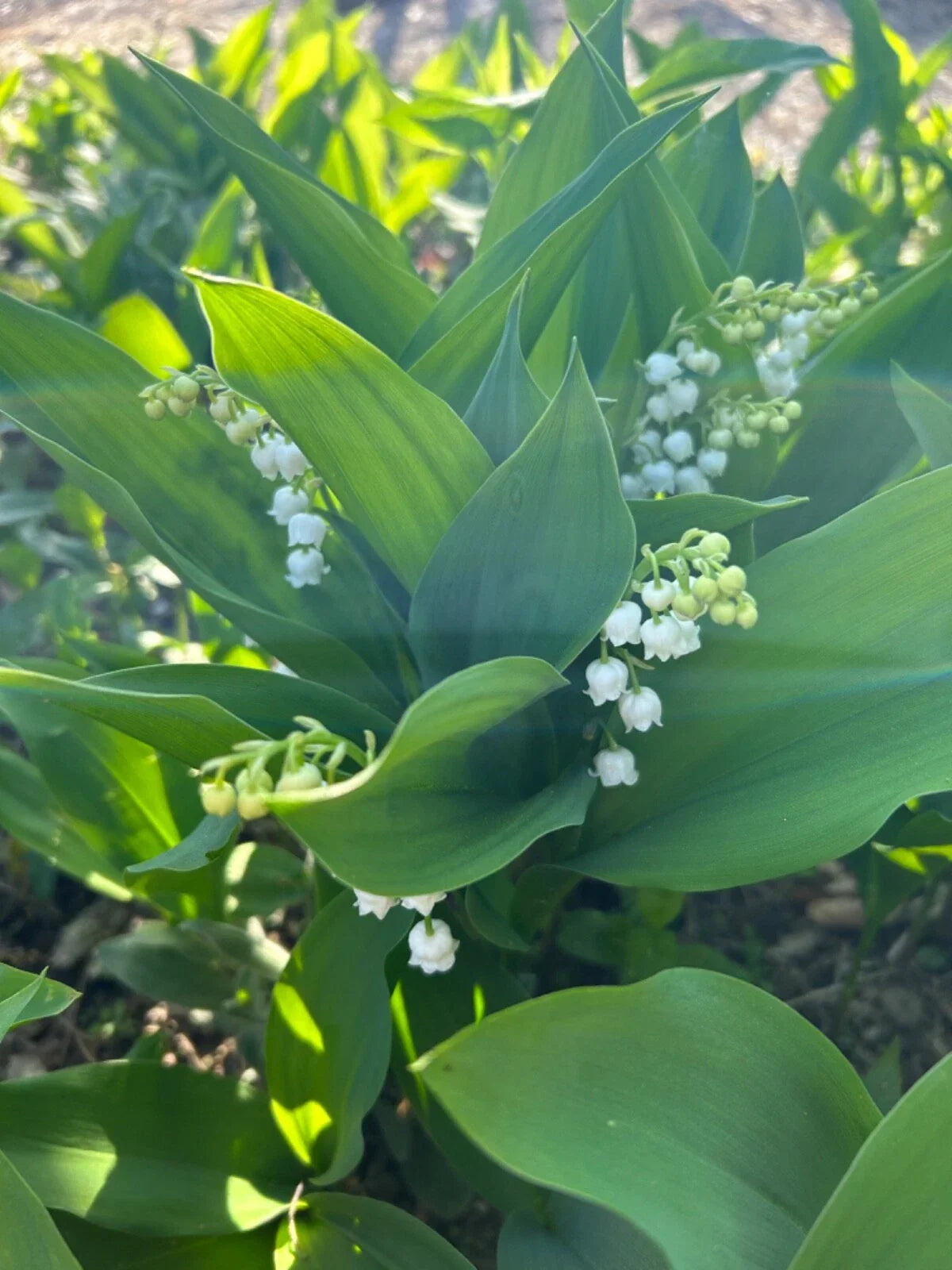 Lilly of the Valley Bare Root Plants - 10 Perennials, Convallaria majalis, Fragrant Bell-Shaped Flowers, Organic & Pesticide-Free