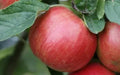 Idared Apple Seeds – 25+ Fruit Tree Seeds for Home Garden, Malus domestica 'Idared'