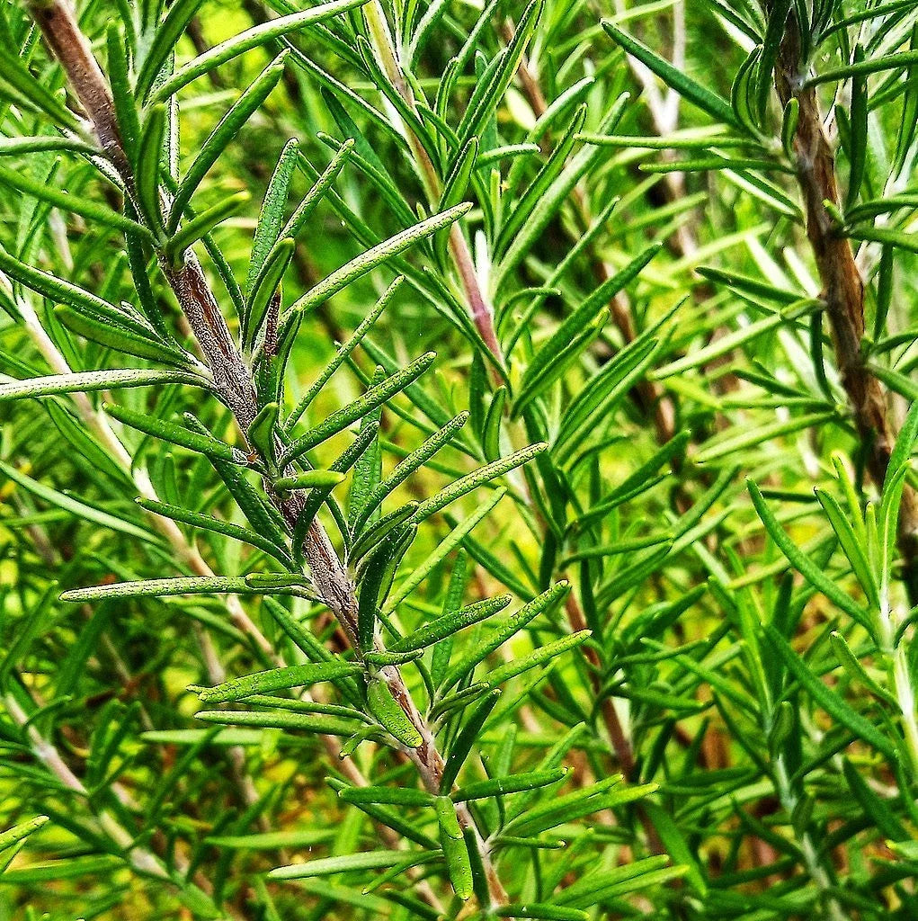 Blue Tuscan Rosemary Seeds - Perennial Culinary Herb, Salvia rosmarinus, Aromatic, Drought-Tolerant, Organic Seed Packet